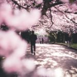 Pink trees