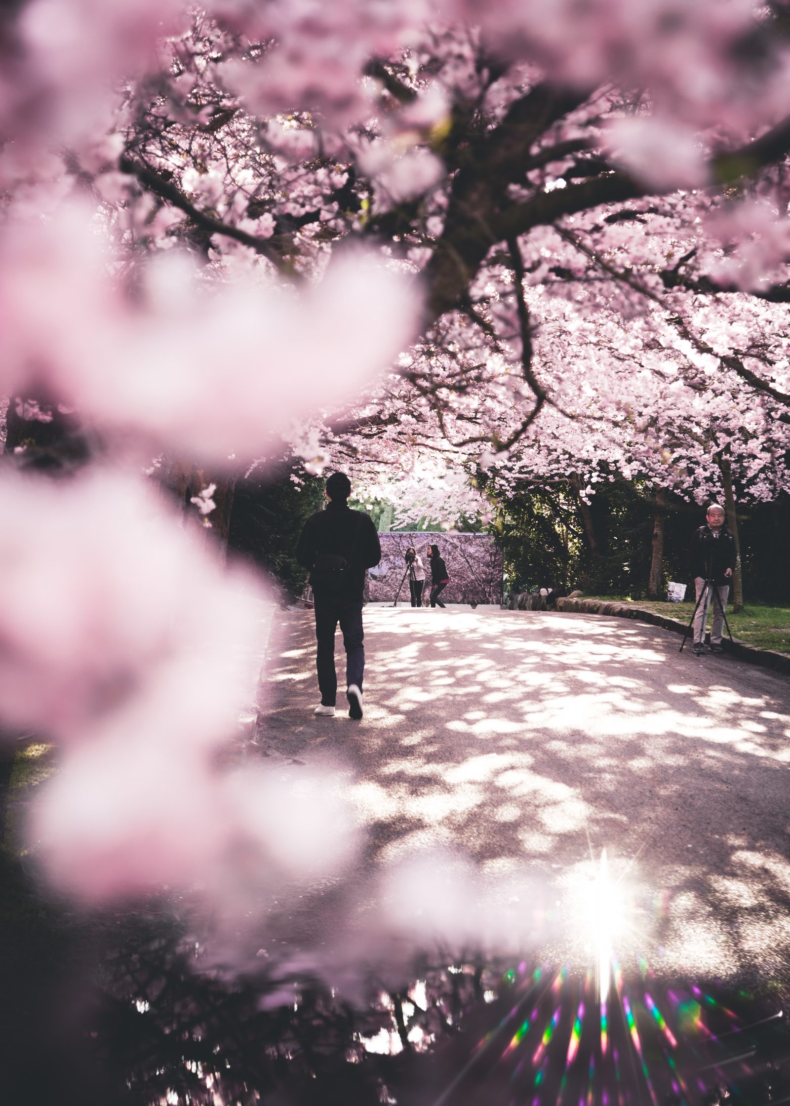 Pink trees